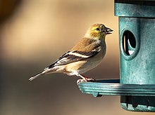 Goldfinch (33612)2.jpg