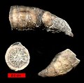 Solitary rugose coral (Grewingkia) in three views; Ordovician, southeastern Indiana.