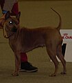 Thai Ridgeback Dog, fawn