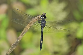 Iridescent Stream Glider (Zygonyx iris), male