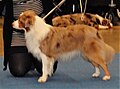 Miniature American Shepherd, red merle