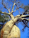 Baobab.