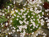 Gypsophila tenuifolia