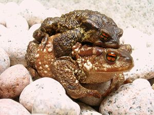 common toads during copulation