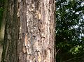 Bark. Cultivated, Japan