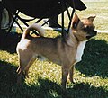 Chihuahua, Short-haired, red sable