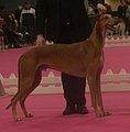 English Greyhound, red