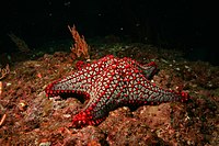 Panamic Cushion Star (Pentaceraster cumingi).