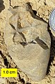 Apiocrinites negevensis from the Matmor Formation, Middle Jurassic (Callovian), southern Israel.