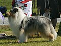 Collie, Rough, blue merle