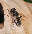 * Nomination Hoverfly on leaf (Eristalis tenax) -- Alvesgaspar 09:35, 18 November 2010 (UTC) * Promotion QI for me --Archaeodontosaurus 15:46, 18 November 2010 (UTC)