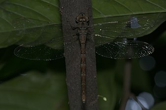 Brown darner Gynacantha dravida female