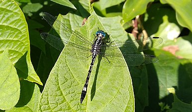 Hylaeothemis indica male