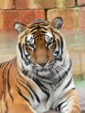 Thumbnail for File:Panthera tigris6.jpg