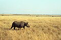 Masai Mara, Kenya