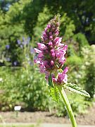 Stachys affinis