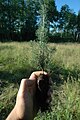 Plug stock seedling, ready for planting by a large scale commercial reforestation operation.