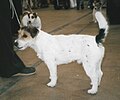 Jack Russell Terrier, Wire