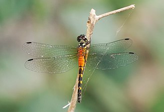 Epithemis mariae female