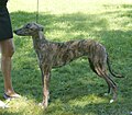 Hungarian Greyhound, brindle