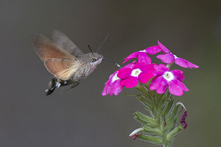 Hummingbird Hawkmoth(Macroglossum stellatarum) and the verbena flowers, Lodz, Poland