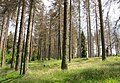 Čeština: Poničený smrkový les cestou k vrcholu Poledníku, který je součástí národního parku Šumava, nedaleko obce Prášily v okrese Klatovy English: Forest near peak Poledník, national park Šumava, near Prášily in Klatovy District