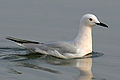 Italiano: Gabbiano roseo Chroicocephalus genei