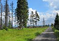 Čeština: Poničený smrkový les cestou k vrcholu Poledníku, který je součástí národního parku Šumava, nedaleko obce Prášily v okrese Klatovy English: Forest near peak Poledník, national park Šumava, near Prášily in Klatovy District