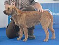 Styrian Coarse-haired Hound