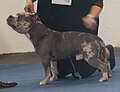 American Bully, Pocket type, blue merle