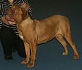 Dogue de Bordeaux