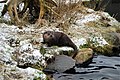 The Eurasian otter