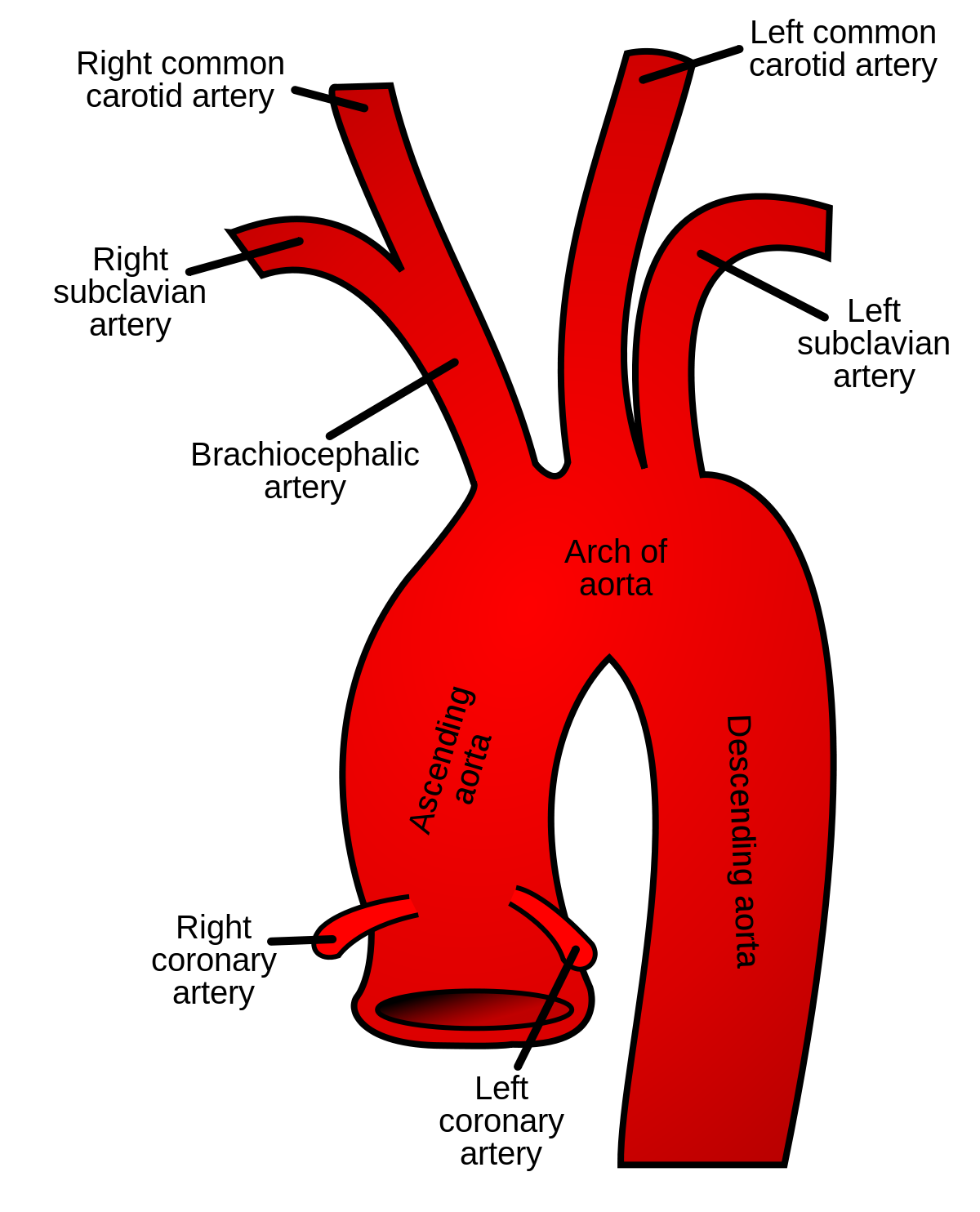 Aorta ravog'i - Vikipediya