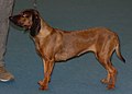 Bavarian Mountain Scenthound, deer red