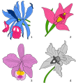 "Orchids_heraldry.svg" by User:Milenioscuro