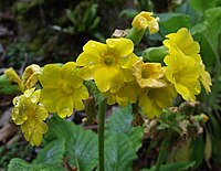 Primula forrestii