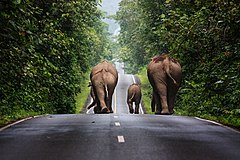 Second place: Wild elephants walking up a road in the area of Khao Yai National Park – انتساب: Khunkay (CC BY-SA 3.0)