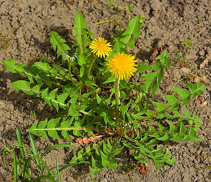 Taraxacum sect. Ruderalia, Löwenzahn