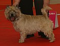 Cairn Terrier, wheaten