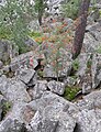 Čeština: Přírodní památka Hřebenec, nedaleko Rožmitálu pod Třemšínem v okrese Příbram (ČR) English: Natural monument Hřebenec, near Rožmitál pod Třemšínem in Příbram District (Czech Republic)