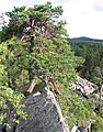 Čeština: Přírodní památka Hřebenec, nedaleko Rožmitálu pod Třemšínem v okrese Příbram (ČR) English: Natural monument Hřebenec, near Rožmitál pod Třemšínem in Příbram District (Czech Republic)