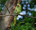 Halsbandsittich - Psittacula krameri, Weibchen, am Vogelstangsee