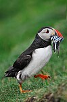 Atlantic Puffin (Fratercula arctica), Faroe Islands.