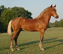 October 13: A Morgan horse with silver rather than black pigments, due to the silver dapple gene.