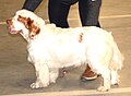 Clumber Spaniel