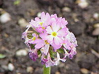 Primula burmanica