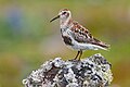 Rock Sandpiper, Southwest Point, St. Paul Island, Alaska