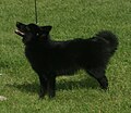 Schipperke, long-tailed