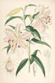 Lilium auratum Lithographie