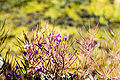 * Nomination Epilobium angustifolium at the Nemrut Volcano, Turkey. By EvgenyGenkin. --Vizu 15:32, 1 October 2010 (UTC) * Decline Messy composition, poor lighting and focus -- Alvesgaspar 23:46, 1 October 2010 (UTC)